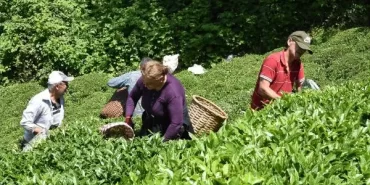 Çay Hasadı Başladı!