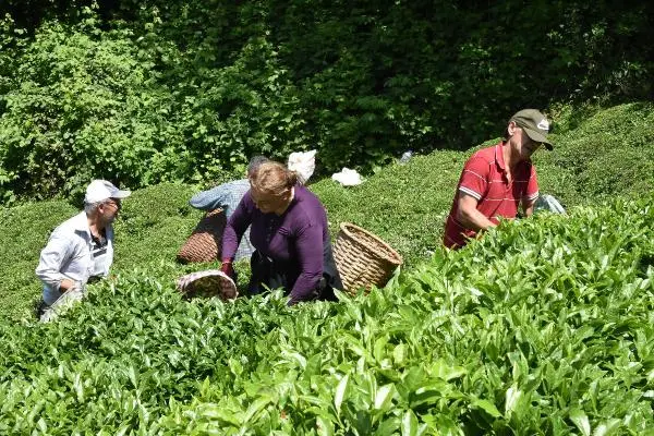 Çay Hasadı Başladı!