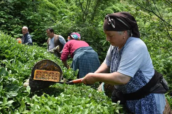 Perşembe Çay Hasadı