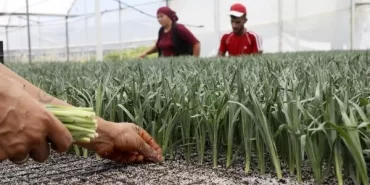 1 Milyar Dal Kesme Çiçek Ve 165 Milyon Dolar Döviz