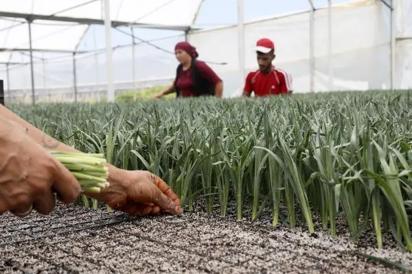 1 Milyar Dal Kesme Çiçek Ve 165 Milyon Dolar Döviz