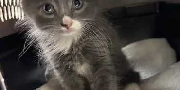 Polis Çalıntı Aracın İçinde Bulduğu Kedi Yavrusunun Sahibini Arıyor